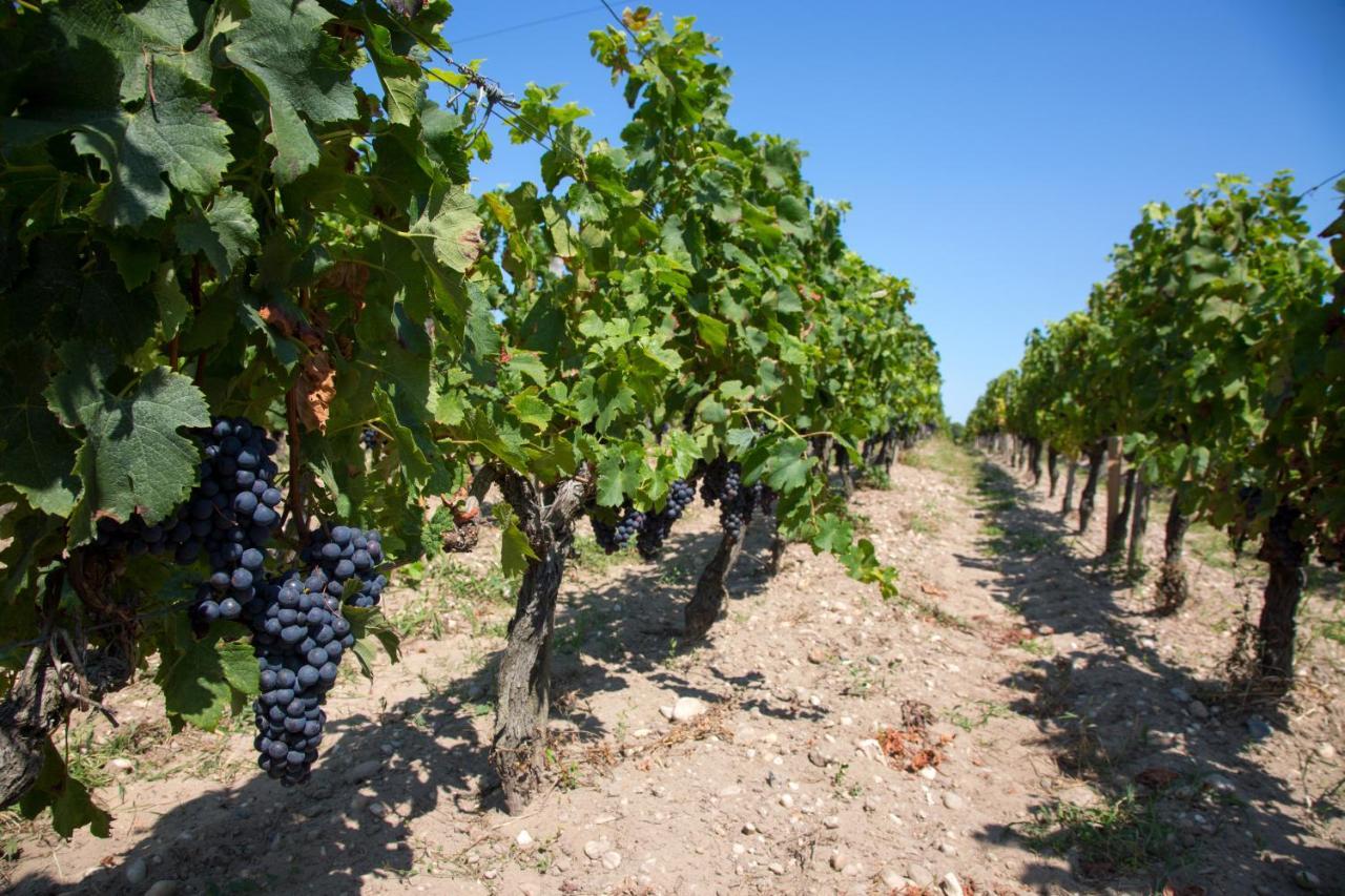 Wine Hote Chambre D'Hotes Le Pian-Medoc Luaran gambar
